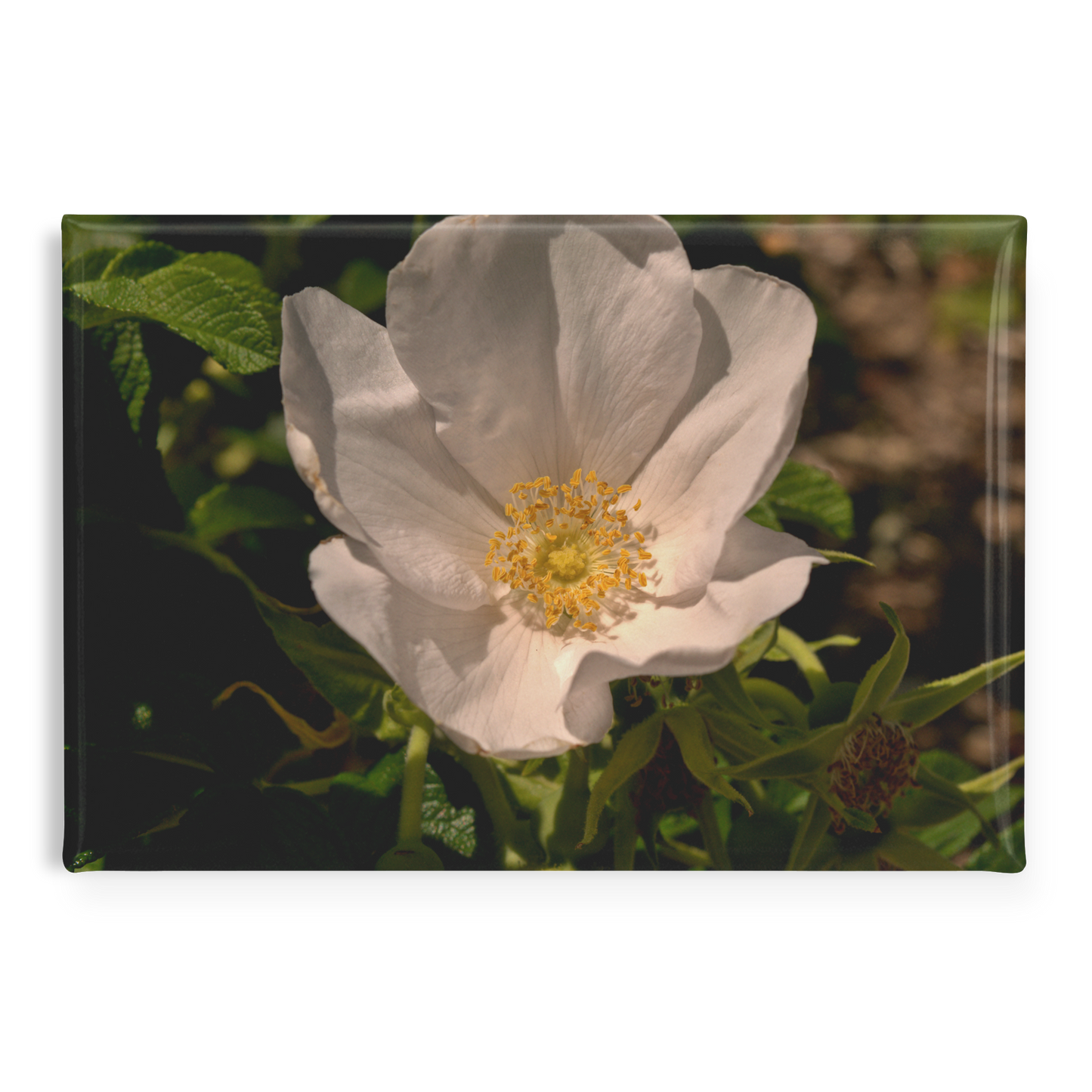 Single_White_Rose_Bloom_with_Delicate_Pe_RectangleButtonMagnet_H_Main_AS_Mockup.png