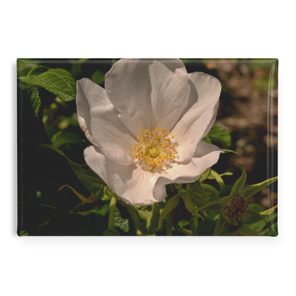 Single_White_Rose_Bloom_with_Delicate_Pe_RectangleButtonMagnet_H_Main_AS_Mockup.png