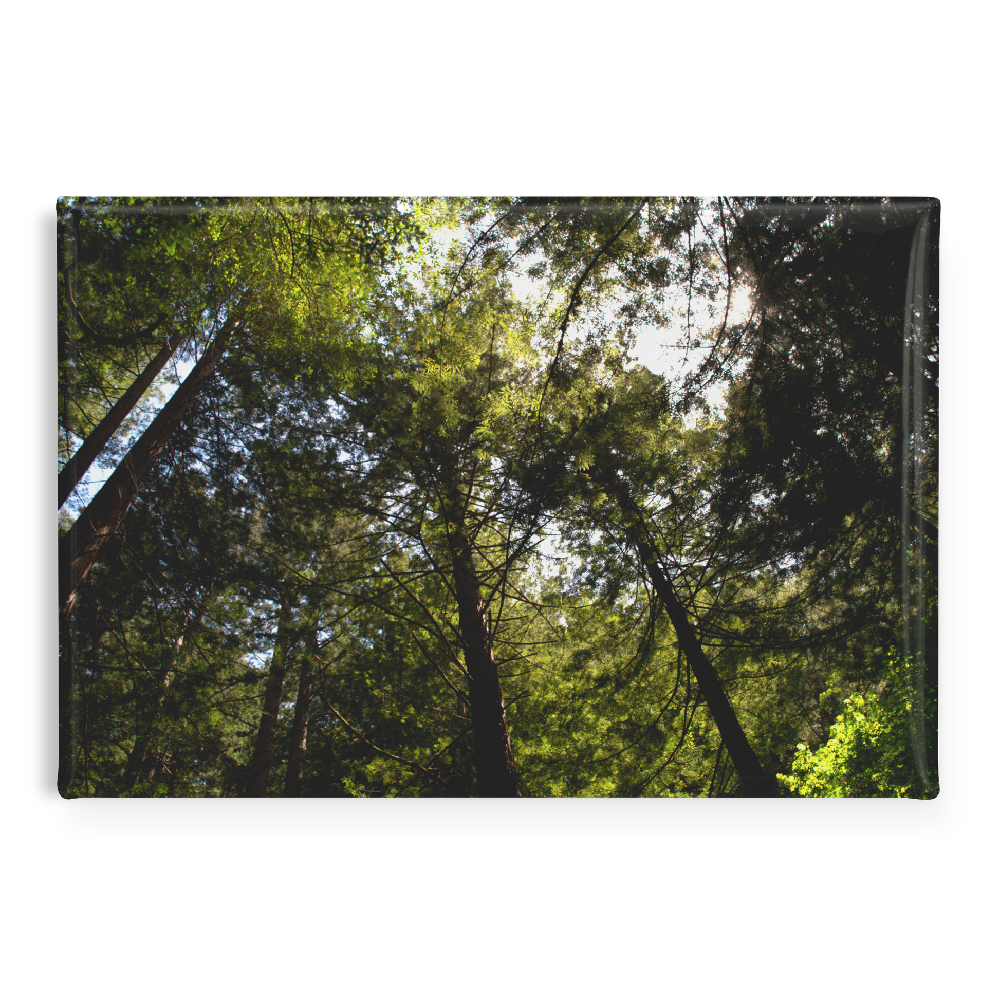 Skyward_Glance_in_a_Majestic_Redwood_Gro_RectangleButtonMagnet_H_Main_AS_Mockup.png