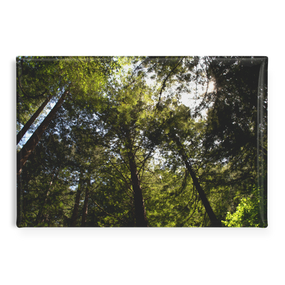 Skyward_Glance_in_a_Majestic_Redwood_Gro_RectangleButtonMagnet_H_Main_AS_Mockup.png