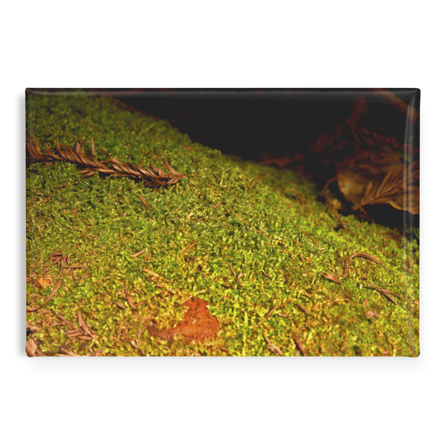 Soft_Blanket_of_Moss_on_Fallen_Tree_Rec_RectangleButtonMagnet_H_Main_AS_Mockup.png
