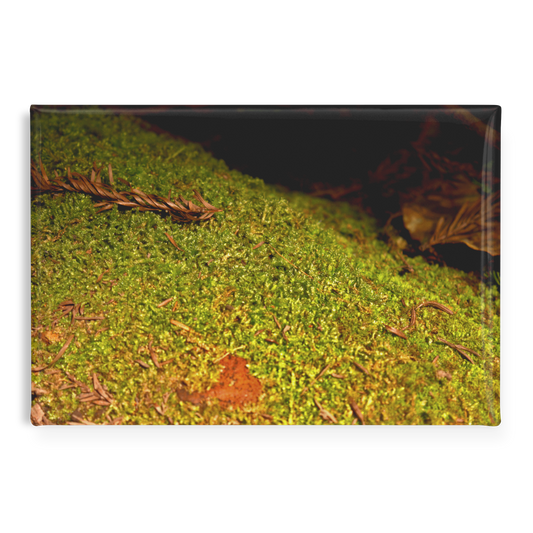 Soft_Blanket_of_Moss_on_Fallen_Tree_Rec_RectangleButtonMagnet_H_Main_AS_Mockup.png