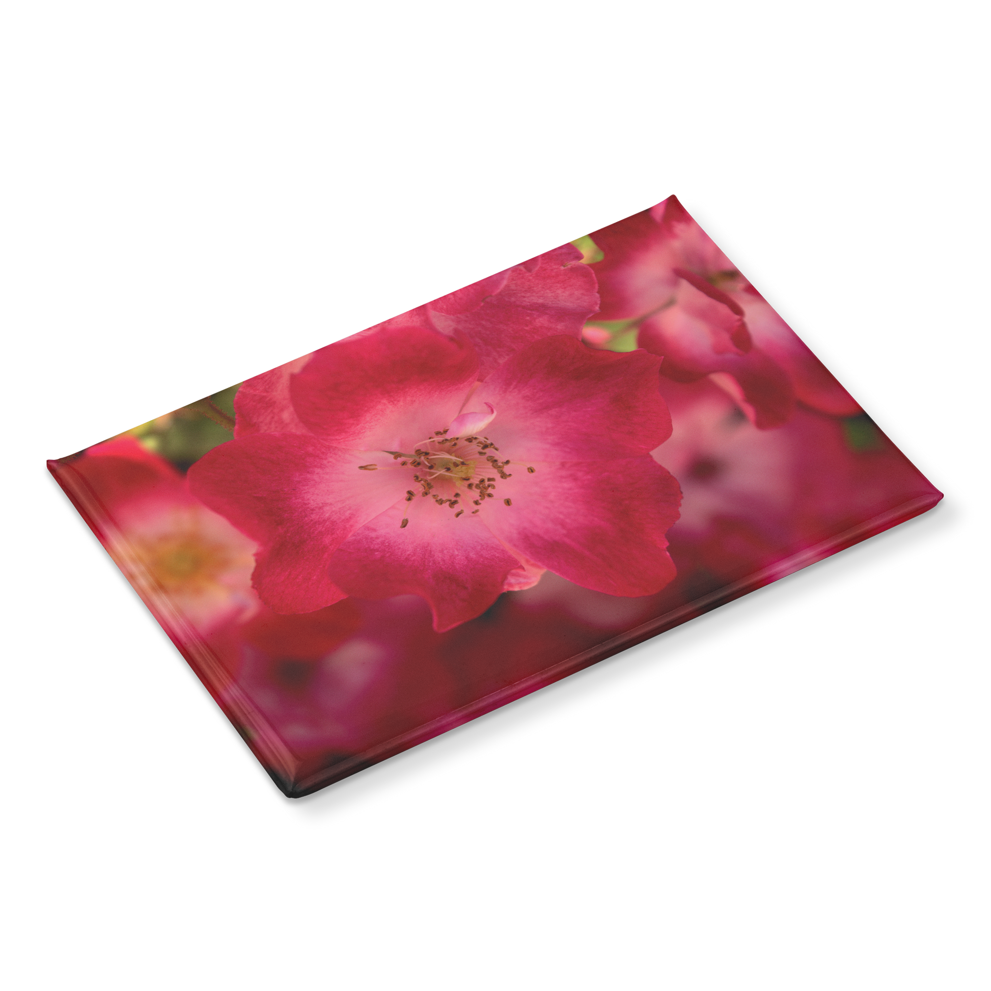 Softly_Lit_Pink_Roses_with_Light_Centers_RectangleButtonMagnet_H_Angle_Mockup.png