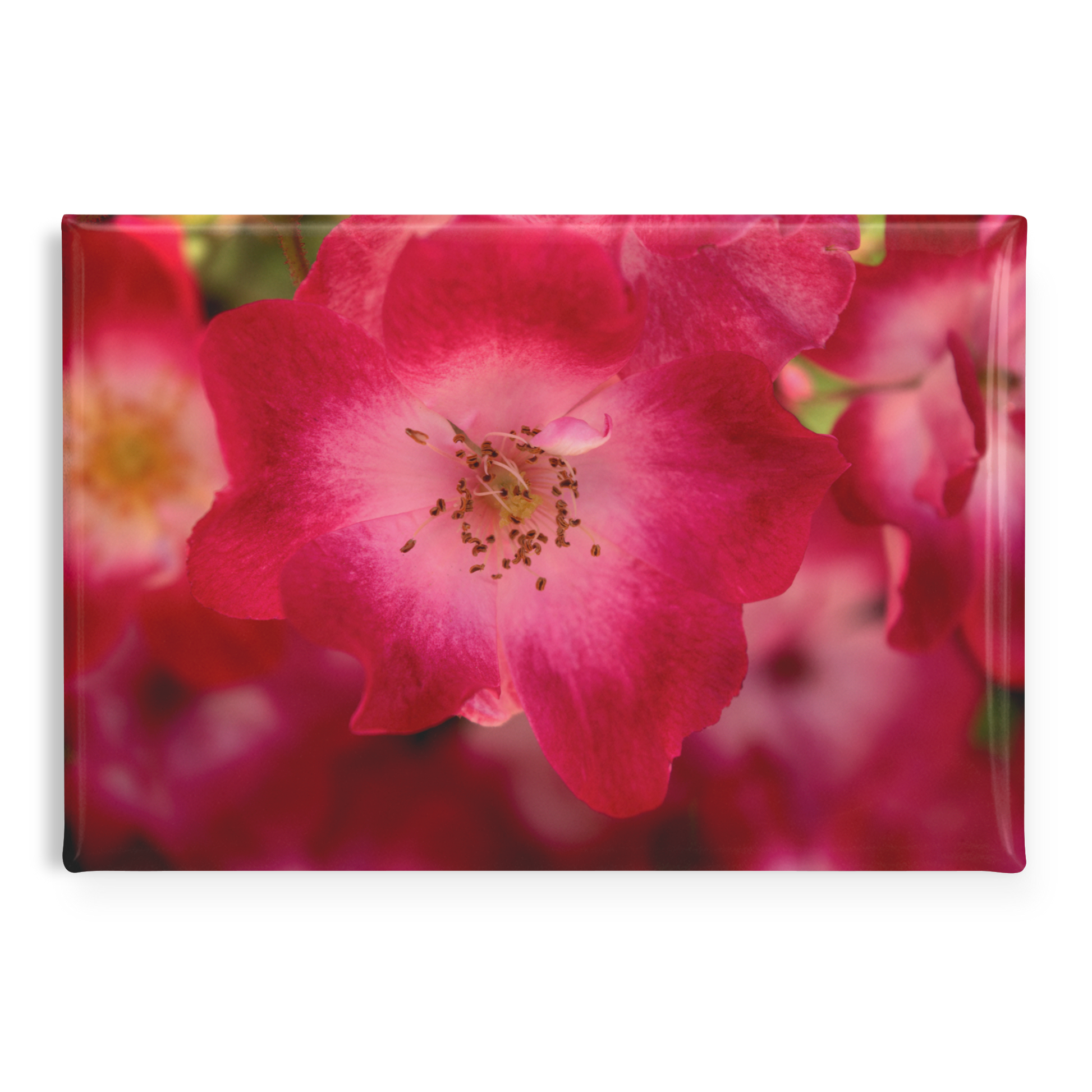 Softly_Lit_Pink_Roses_with_Light_Centers_RectangleButtonMagnet_H_Main_AS_Mockup.png