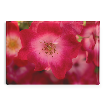 Softly_Lit_Pink_Roses_with_Light_Centers_RectangleButtonMagnet_H_Main_AS_Mockup.png