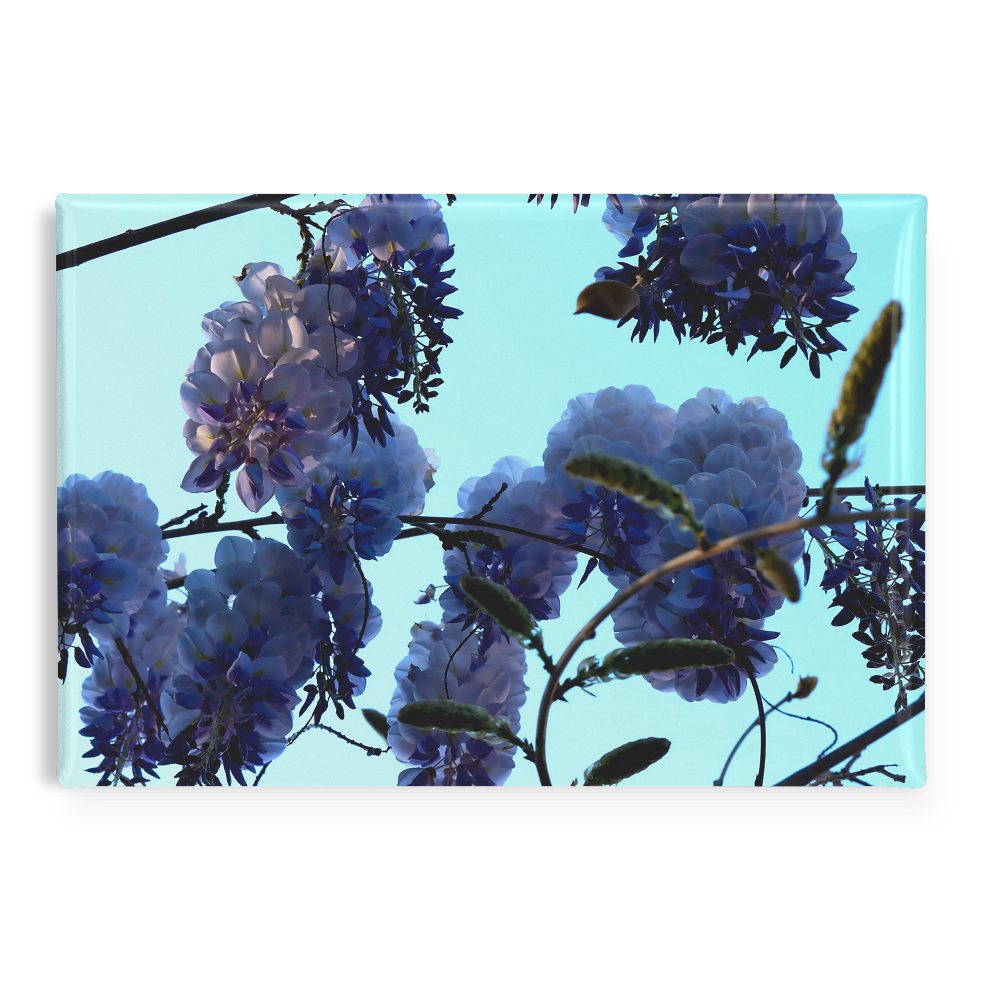 Spring_Wisteria_Blossoms_Against_Clear_B_RectangleButtonMagnet_H_Main_AS_Mockup.png