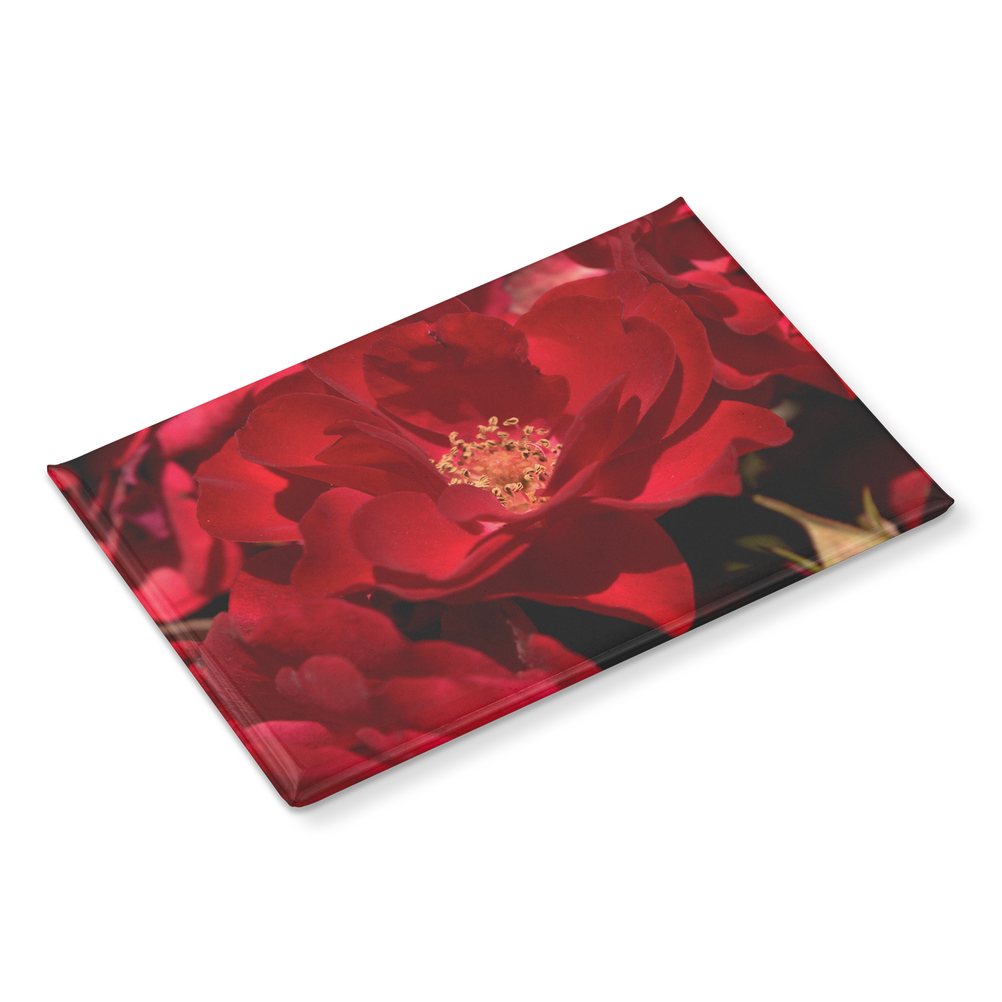 Striking_Scarlet_Rose_with_Velvety_Petal_RectangleButtonMagnet_H_Angle_Mockup.png