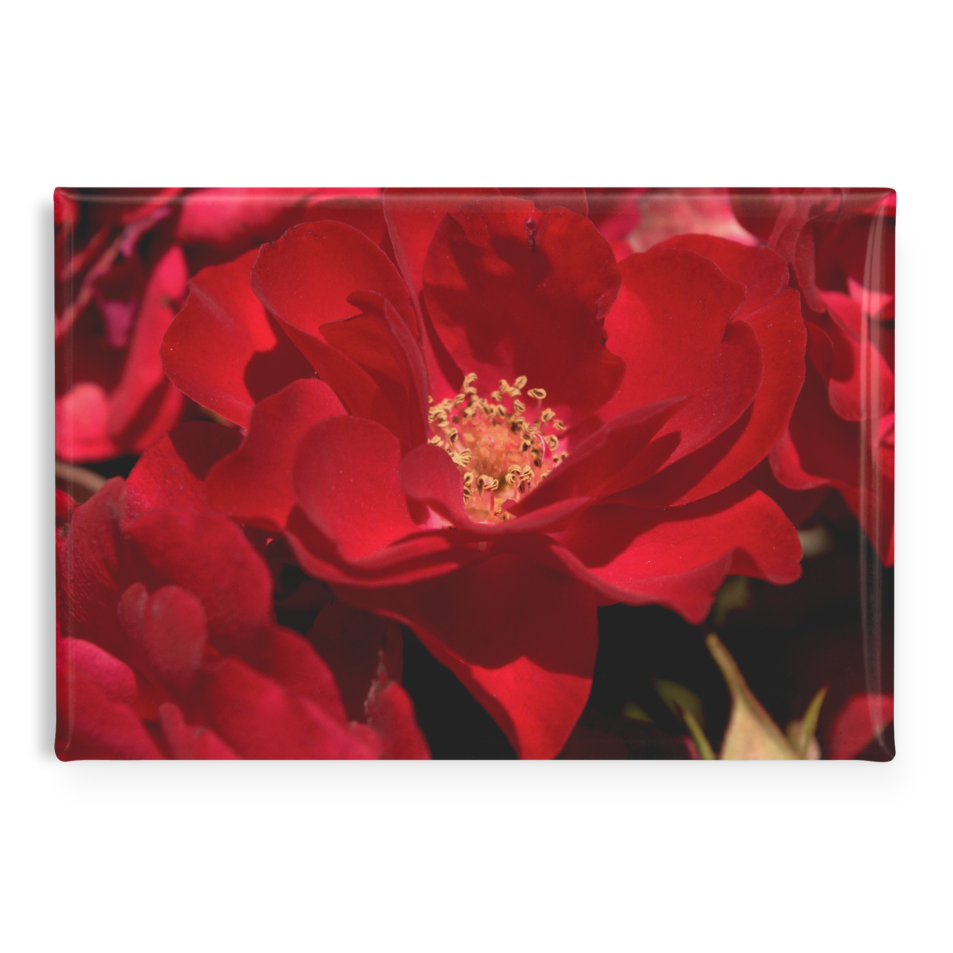 Striking_Scarlet_Rose_with_Velvety_Petal_RectangleButtonMagnet_H_Main_AS_Mockup.png
