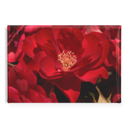 Striking_Scarlet_Rose_with_Velvety_Petal_RectangleButtonMagnet_H_Main_AS_Mockup.png