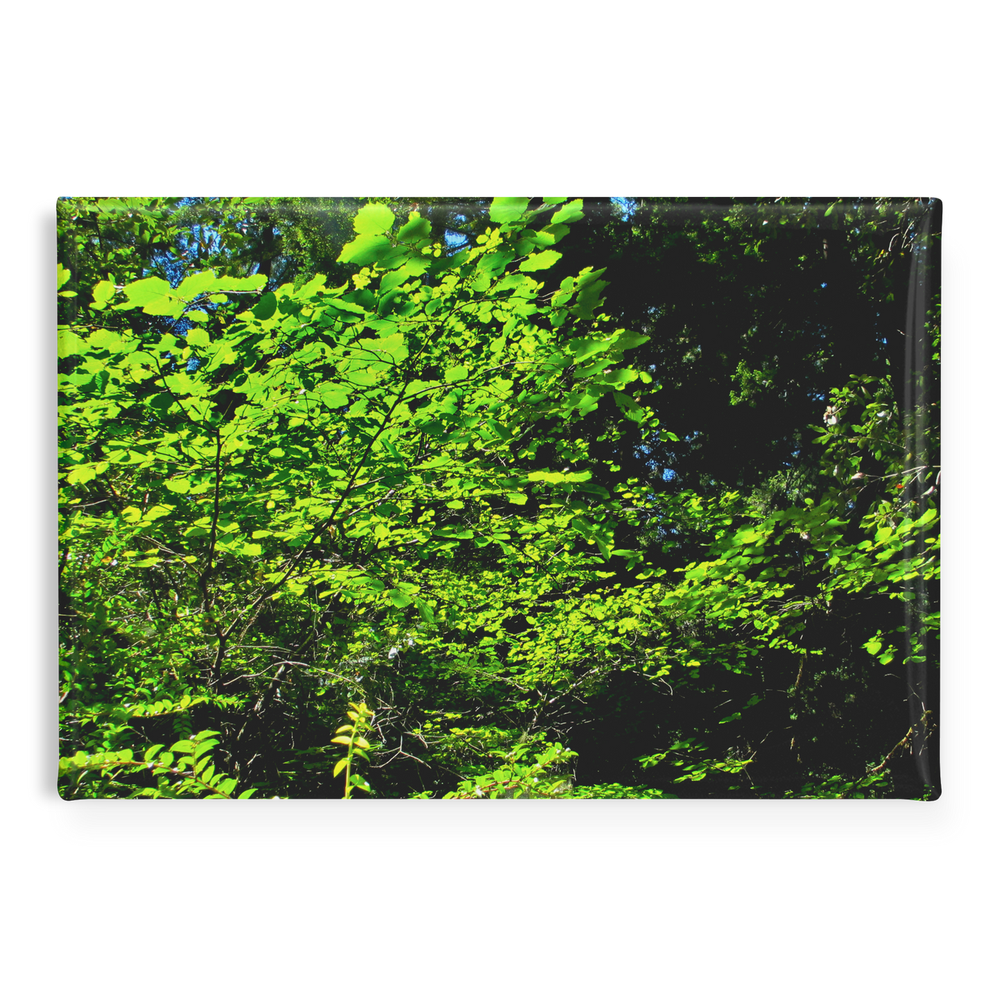 Sunlight_Streaming_through_Tree_Leaves__RectangleButtonMagnet_H_Main_AS_Mockup.png