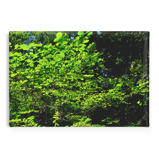 Sunlight_Streaming_through_Tree_Leaves__RectangleButtonMagnet_H_Main_AS_Mockup.png