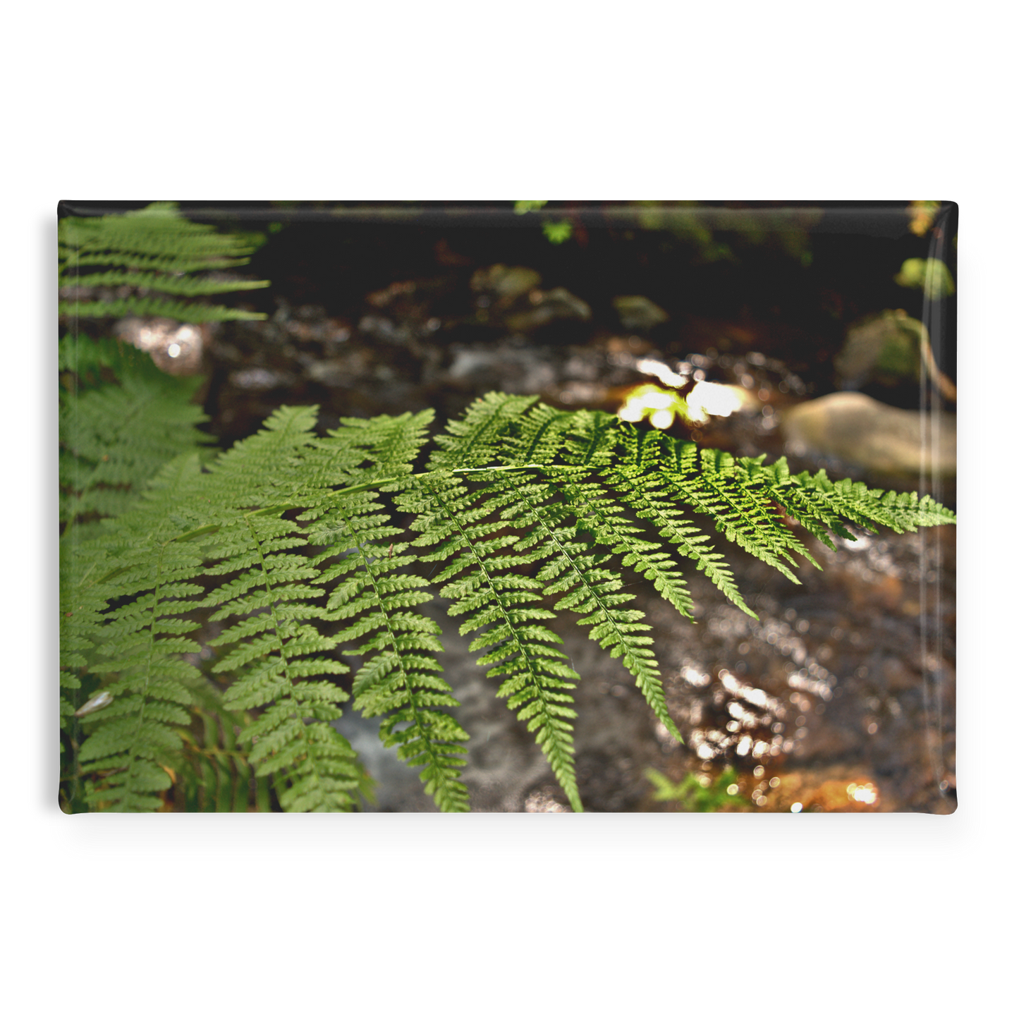 Sunlit_Fern_with_Glimmering_Creek_Backdr_RectangleButtonMagnet_H_Main_AS_Mockup.png