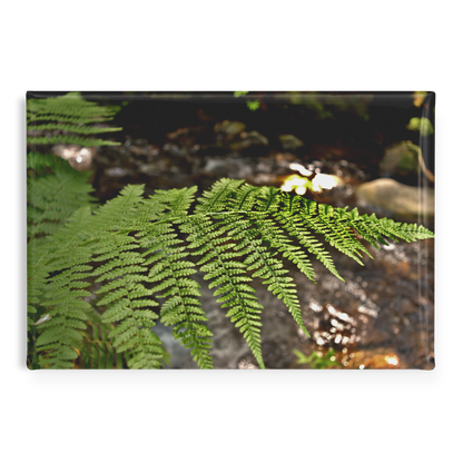 Sunlit_Fern_with_Glimmering_Creek_Backdr_RectangleButtonMagnet_H_Main_AS_Mockup.png