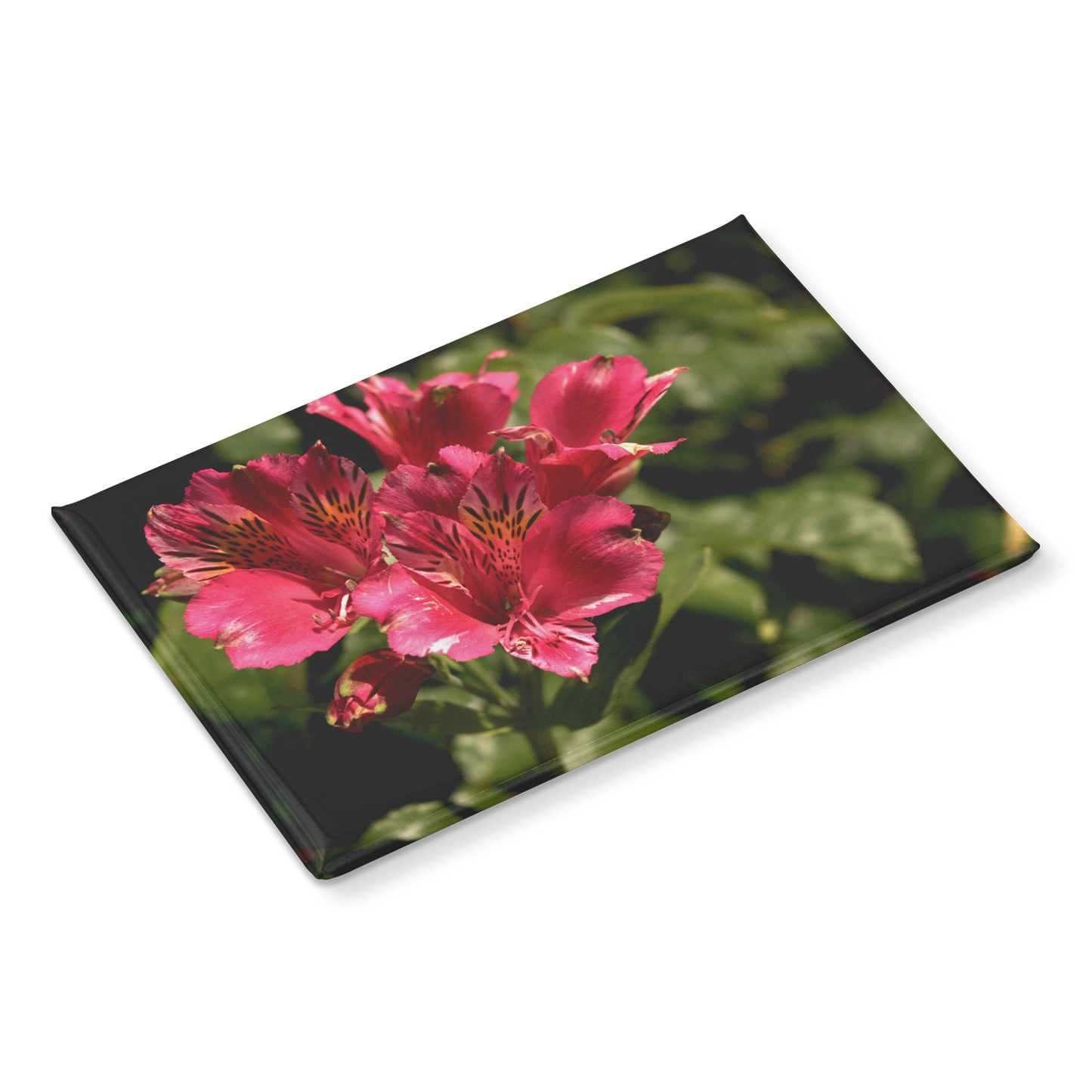 Vibrant_Pink_Peruvian_Lily_Close-Up_Rec_RectangleButtonMagnet_H_Angle_Mockup.png