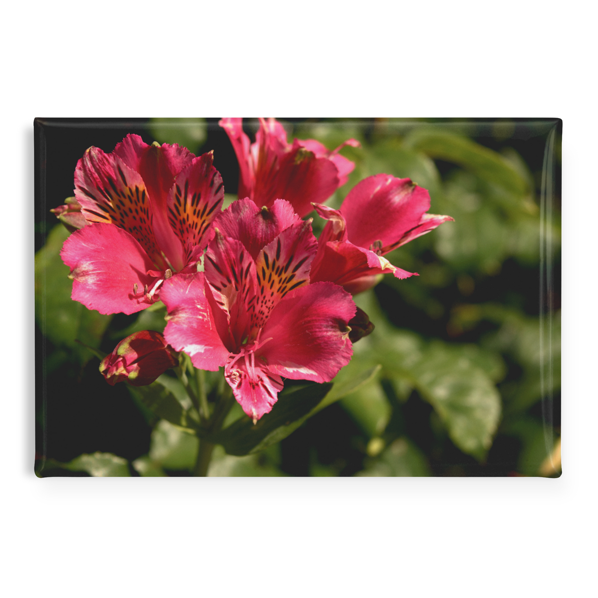 Vibrant_Pink_Peruvian_Lily_Close-Up_Rec_RectangleButtonMagnet_H_Main_AS_Mockup.png