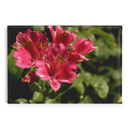 Vibrant_Pink_Peruvian_Lily_Close-Up_Rec_RectangleButtonMagnet_H_Main_AS_Mockup.png