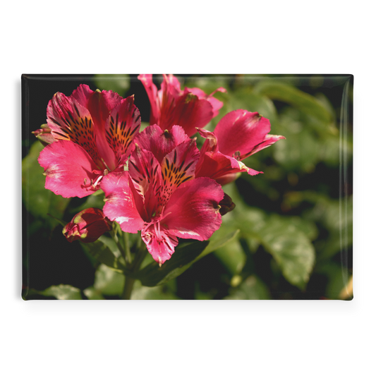 Vibrant_Pink_Peruvian_Lily_Close-Up_Rec_RectangleButtonMagnet_H_Main_AS_Mockup.png
