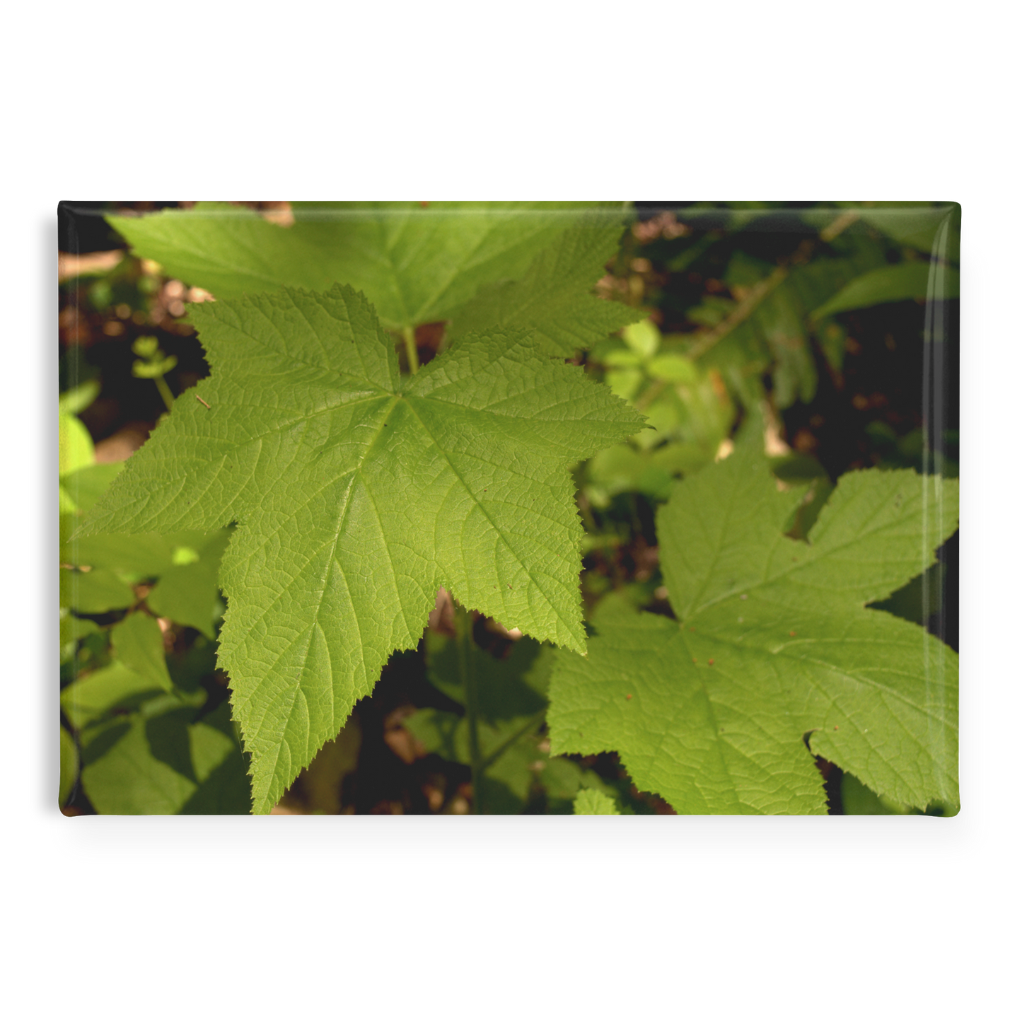 Wild_Blackberry_Leaves_on_a_Forest_Floor_RectangleButtonMagnet_H_Main_AS_Mockup.png