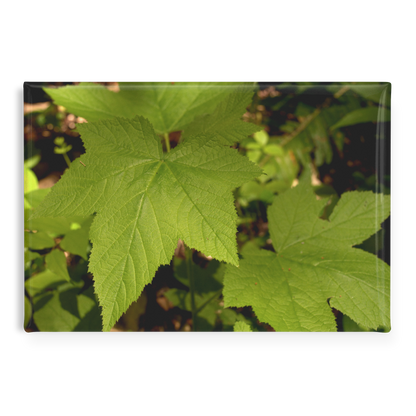 Wild_Blackberry_Leaves_on_a_Forest_Floor_RectangleButtonMagnet_H_Main_AS_Mockup.png