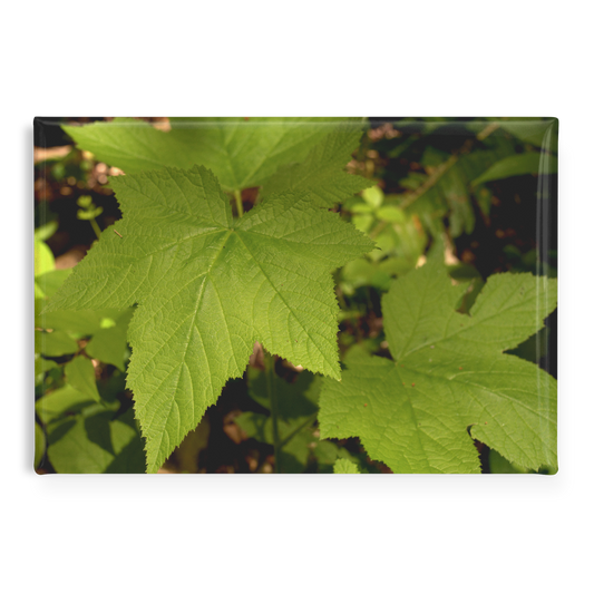 Wild_Blackberry_Leaves_on_a_Forest_Floor_RectangleButtonMagnet_H_Main_AS_Mockup.png