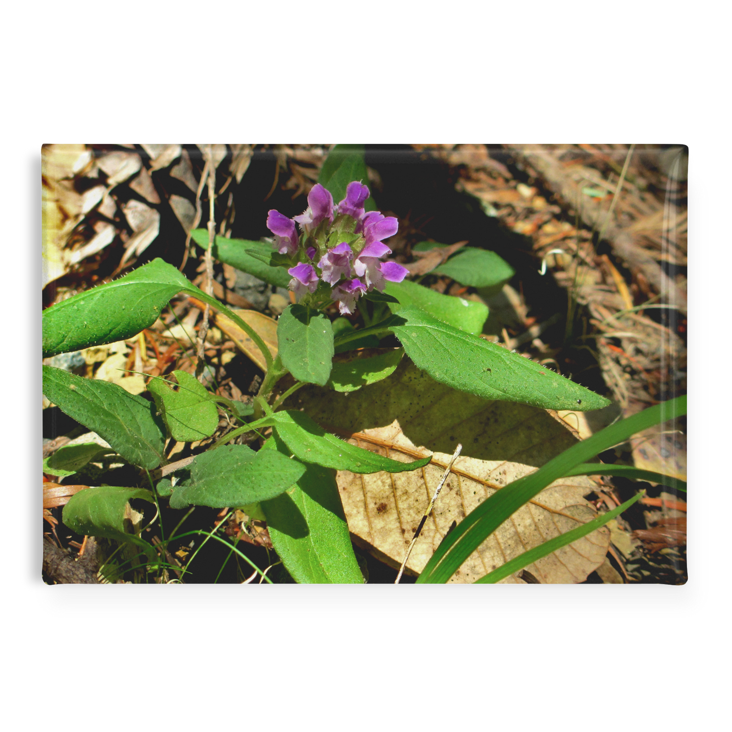 Wild_Heal-All_Flower_in_Woodland_Setting_RectangleButtonMagnet_H_Main_AS_Mockup.png