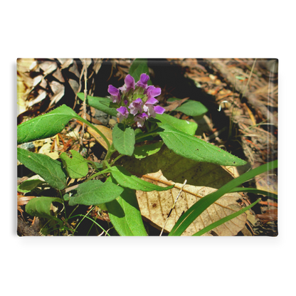 Wild_Heal-All_Flower_in_Woodland_Setting_RectangleButtonMagnet_H_Main_AS_Mockup.png