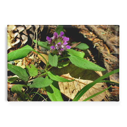 Wild_Heal-All_Flower_in_Woodland_Setting_RectangleButtonMagnet_H_Main_AS_Mockup.png