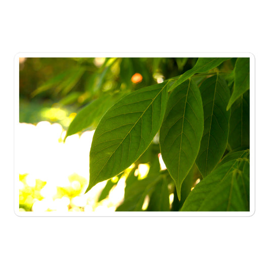 A large rectangular vinyl sticker with an image of backlit green leaves.