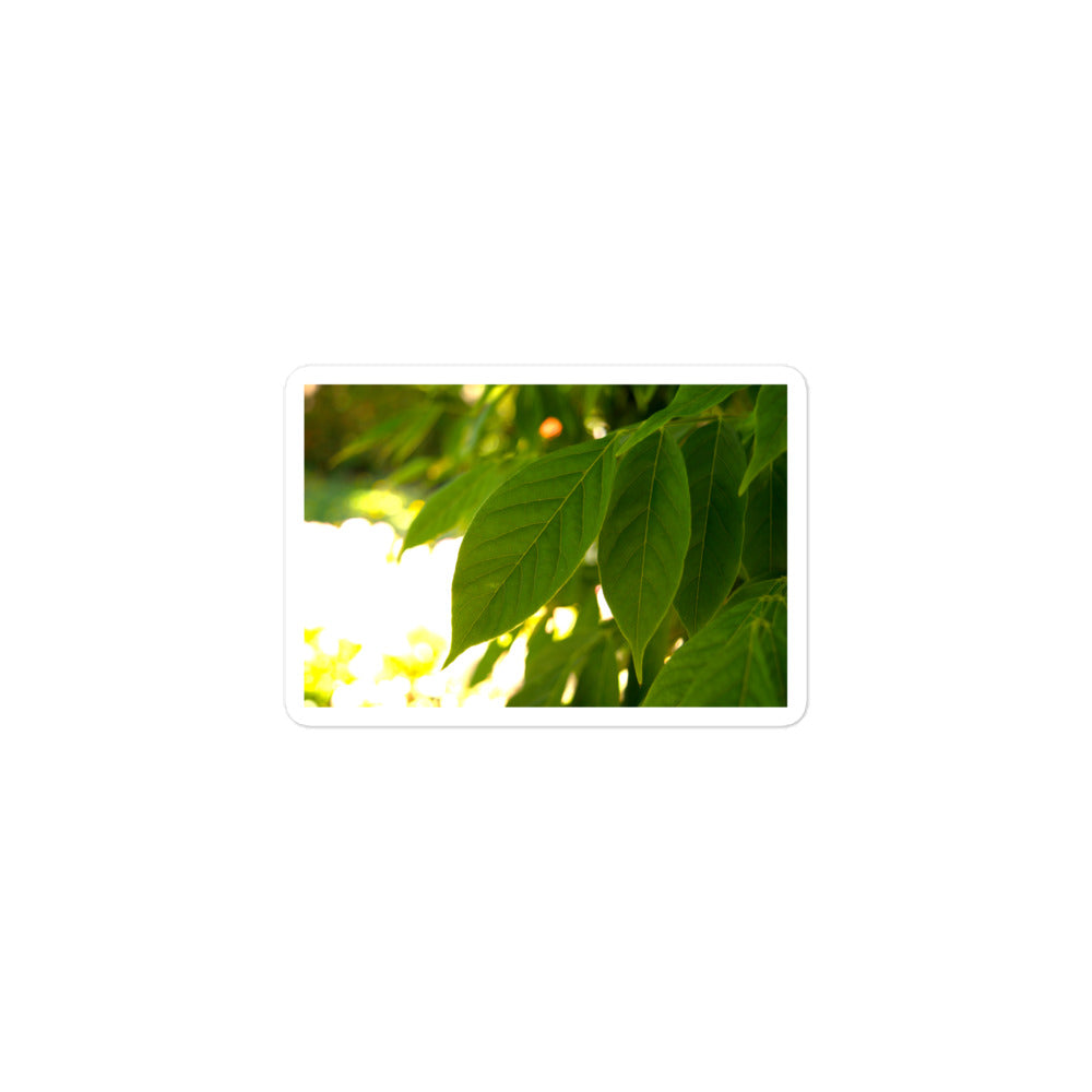A small rectangular vinyl sticker with an image of backlit green leaves.