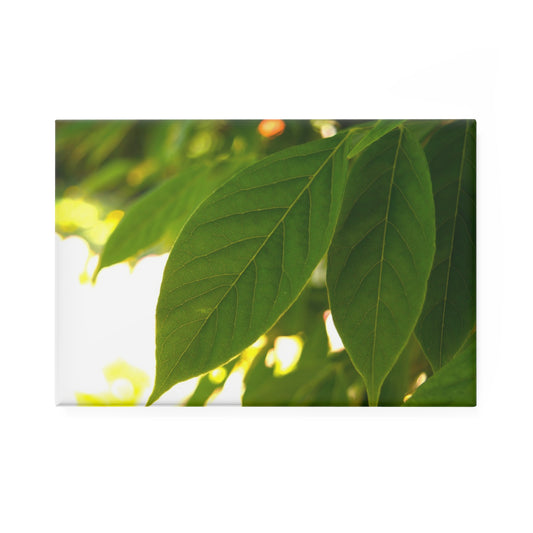 A rectangular button magnet with an image of backlit green leaves against a blurred, sunny background.