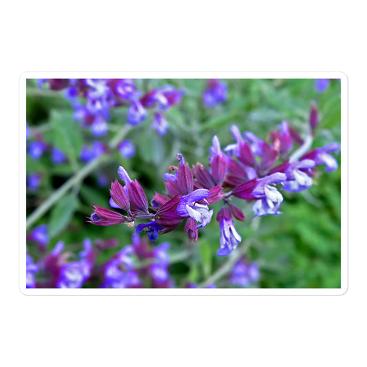 A large rectangular vinyl sticker with a close-up image of purple sage.