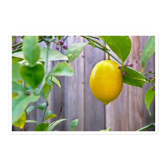 A large rectangular vinyl sticker with an image of a bright yellow lemon.