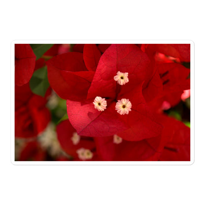 A large rectangular vinyl sticker with a close-up image of a red bougainvillea bloom.