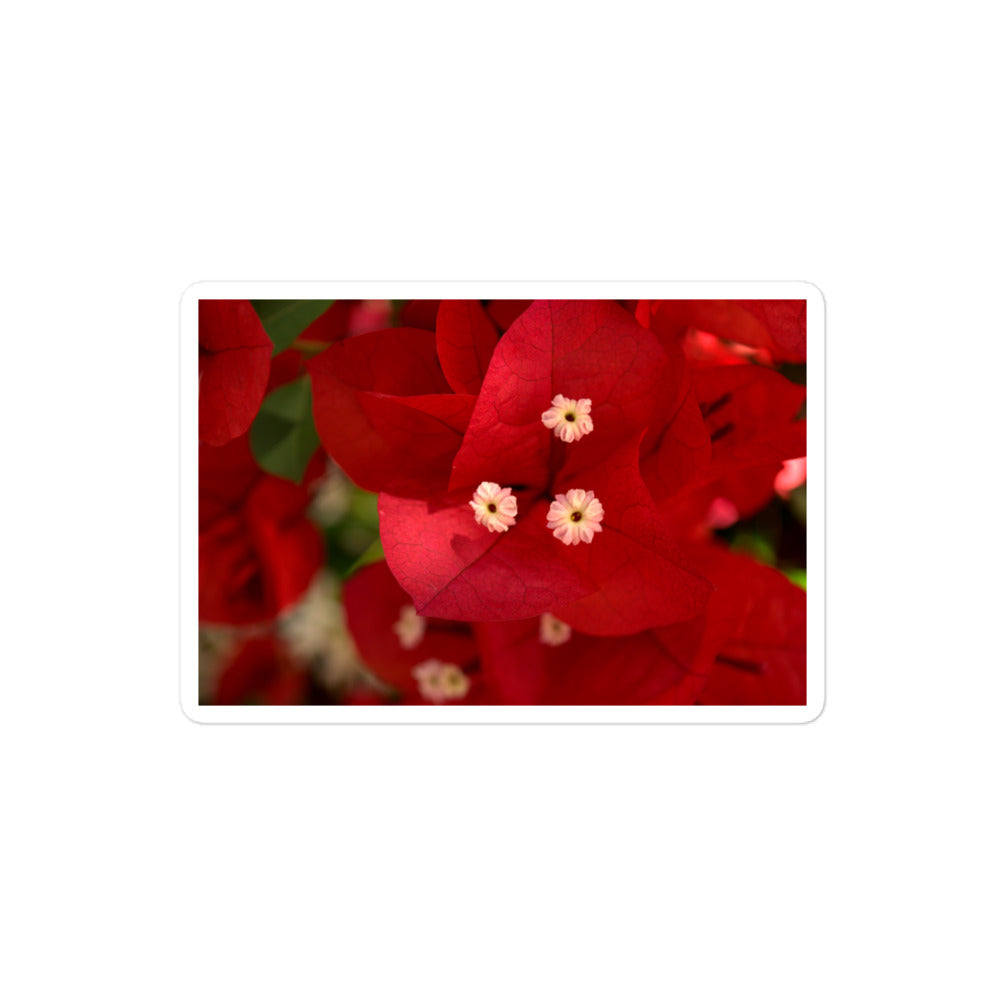 A medium rectangular vinyl sticker with a close-up image of a red bougainvillea bloom.