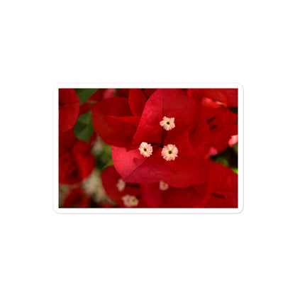 A medium rectangular vinyl sticker with a close-up image of a red bougainvillea bloom.