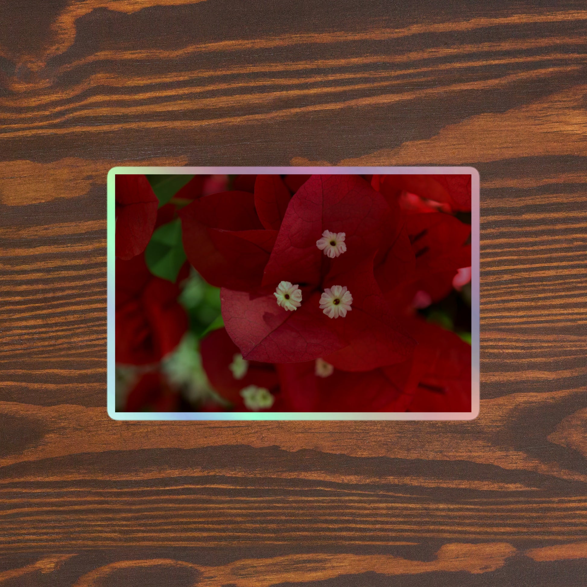 Lifestyle photo of a rectangular holographic sticker with a close-up image of a bright red bougainvillea bloom with white stamen, placed on a brown wooden table surface.