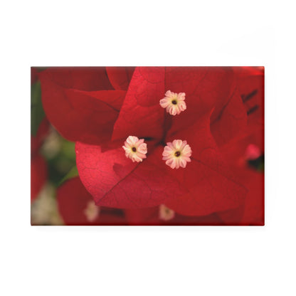 A rectangular button magnet featuring a close-up of a brilliant red Bougainvillea bloom with three small white stamen.