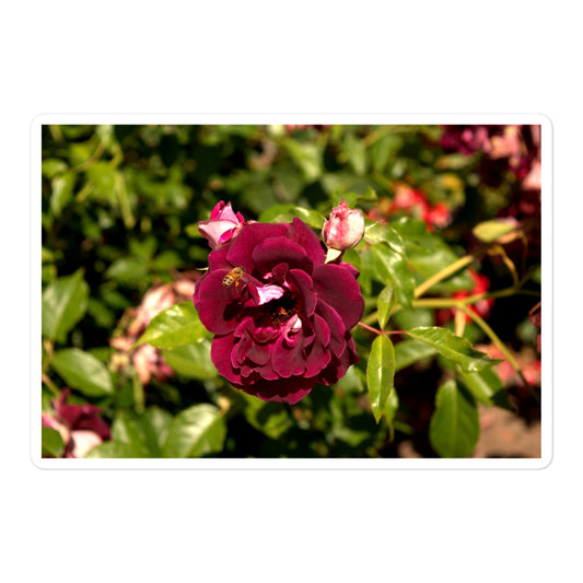 A large rectangular vinyl sticker with an image of a dark red rose bloom and a honey bee.