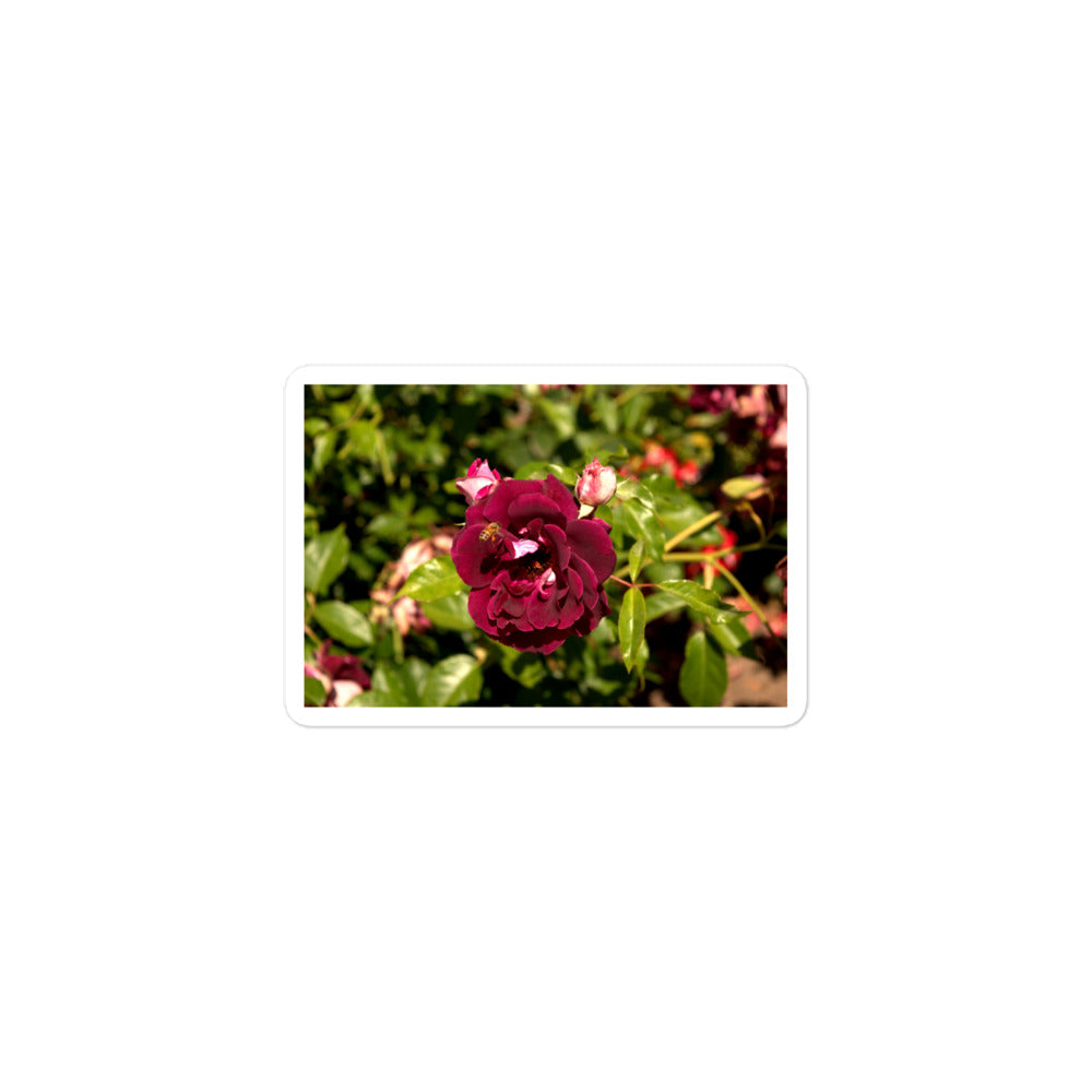 A small rectangular vinyl sticker with an image of a dark red rose bloom and a honey bee.
