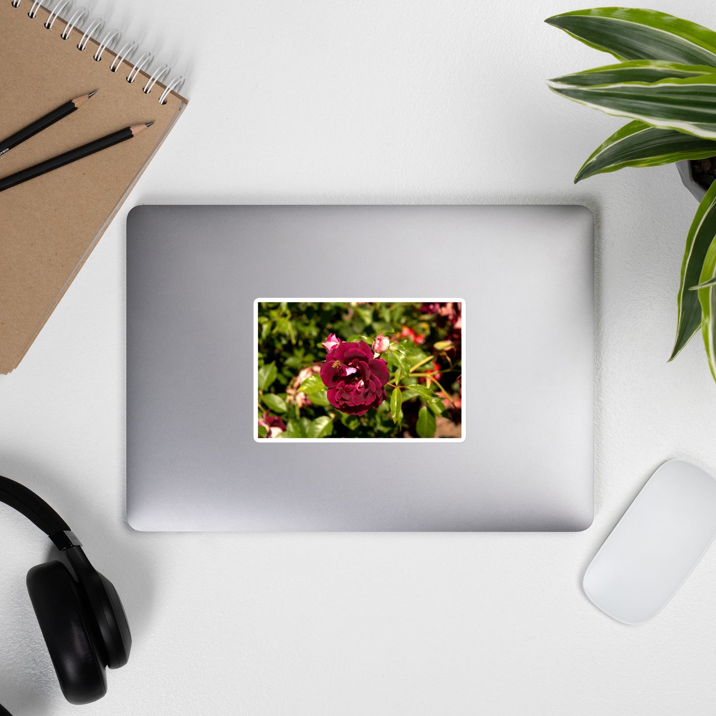 Lifestyle photo of a rectangular vinyl sticker with an image of a dark red rose bloom and a honey bee, placed on the outside of a laptop.