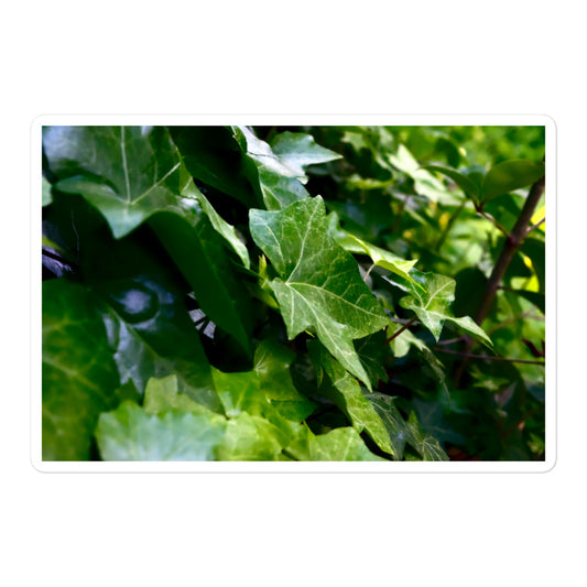 A large rectangular vinyl sticker with an image of dark green ivy leaves.