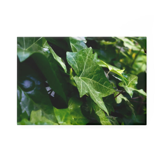 A rectangular button magnet featuring a close-up of dark green ivy leaves.