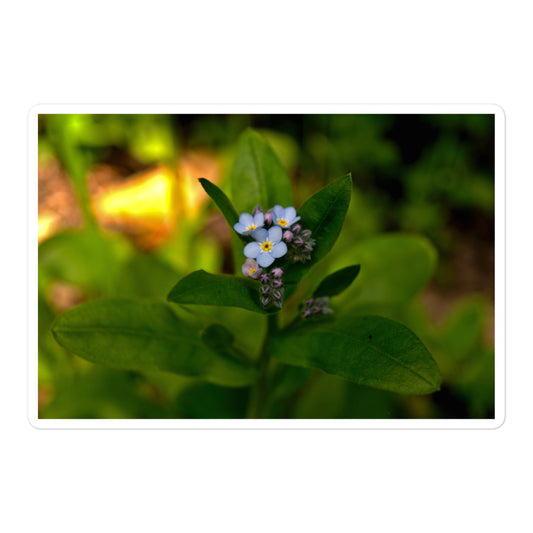 A large rectangular vinyl sticker with an image of a light blue forget-me-not cluster.
