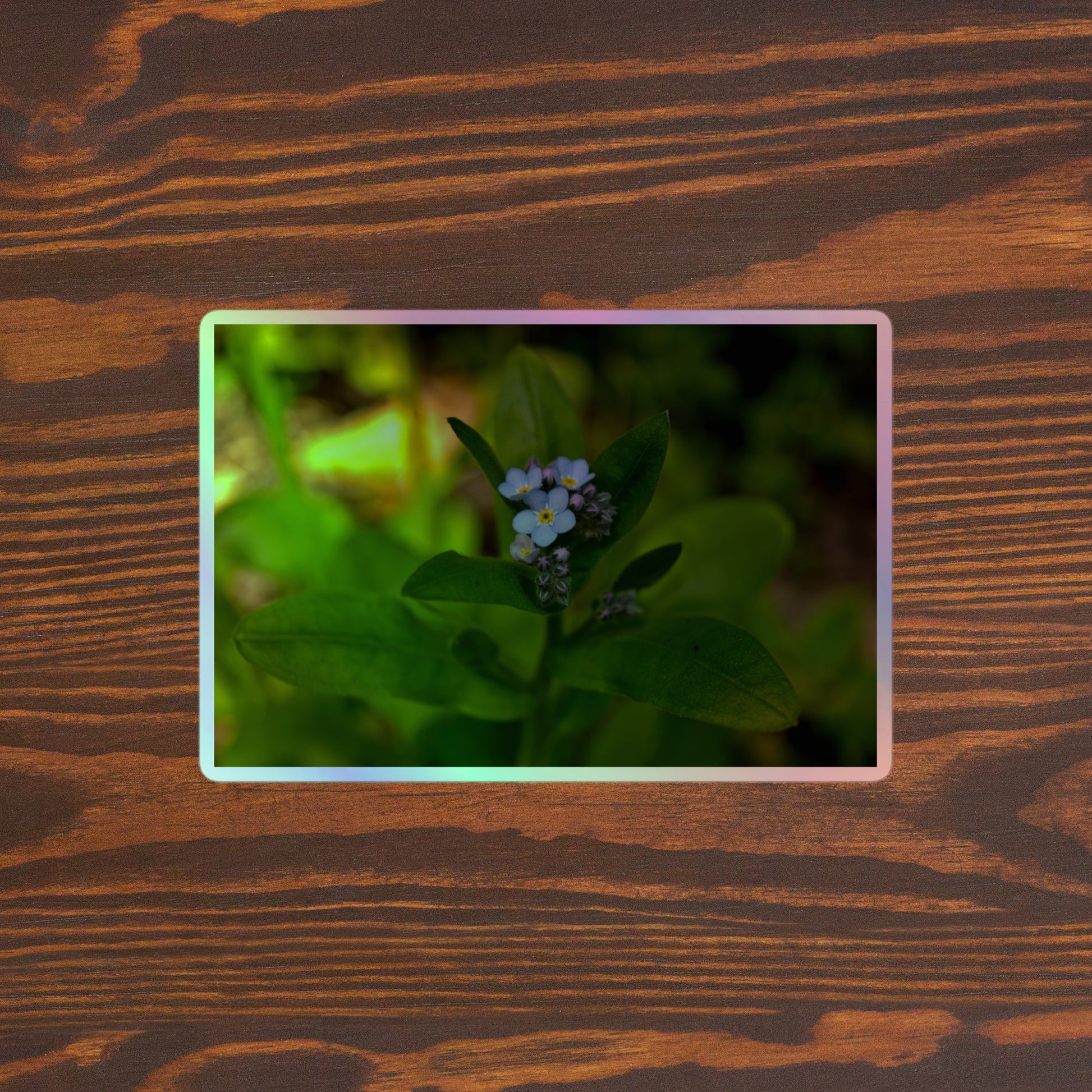 Lifestyle photo of a rectangular holographic sticker with a close-up image of a pale blue Forget-Me-Not flower in a forest background, placed on a brown wooden table surface.