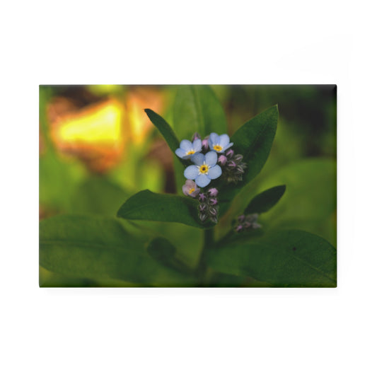 A rectangular button magnet with a softly lit close-up image of a blue forget-me-not flower.