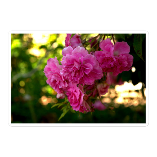 A large rectangular vinyl sticker with an image of bright pink roses in a garden.
