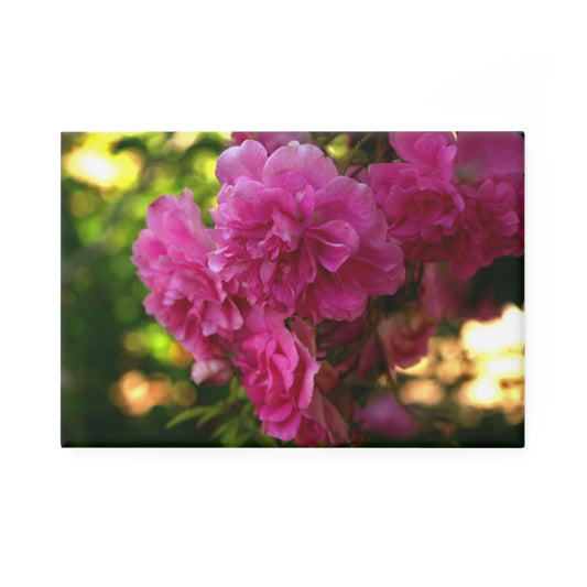 A rectangular button magnet with an image of vivid pink roses blooming in the garden.