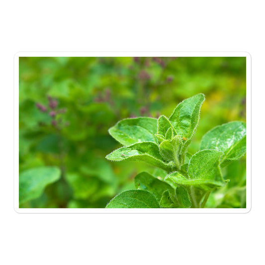 A large rectangular vinyl sticker with an image of an oregano sprig in an herb garden.