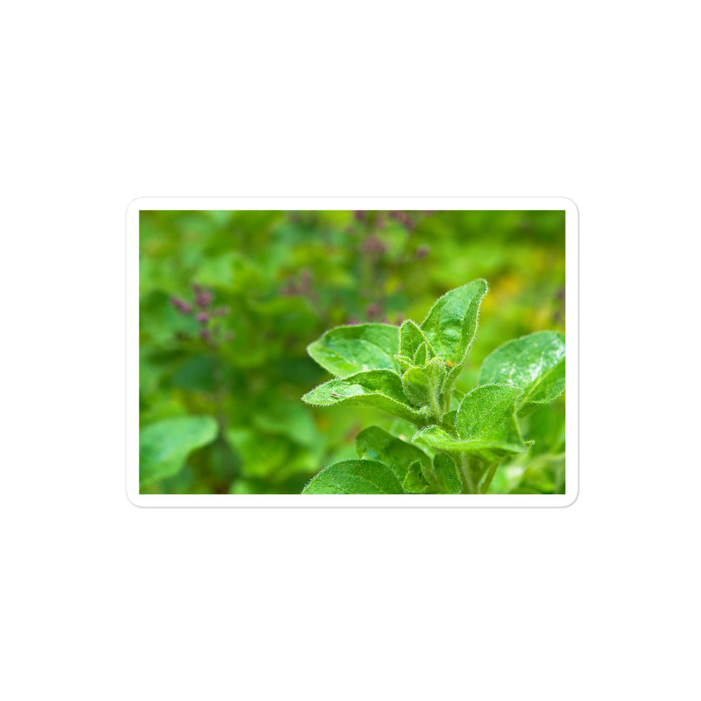 A medium rectangular vinyl sticker with an image of an oregano sprig in an herb garden.