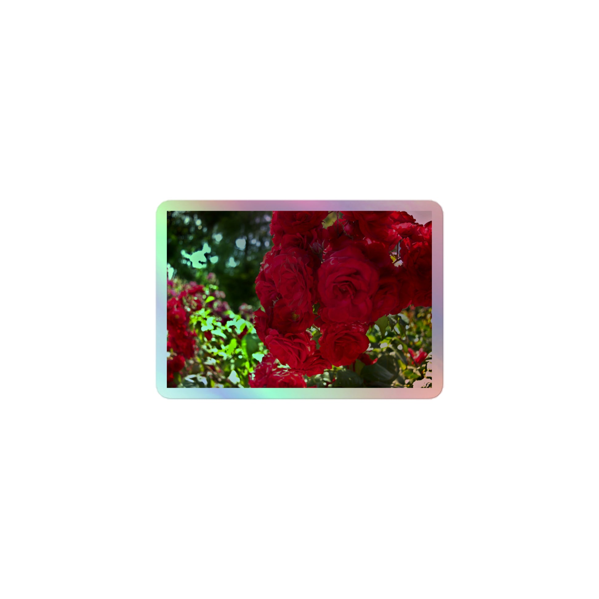 A small rectangular holographic sticker with an image of a cluster of vivid red roses.